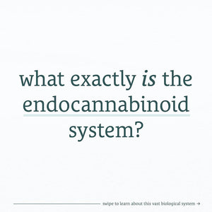 What exactly is the Endo cannabinoid system?
